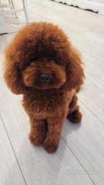 Barboncino per monta Toy