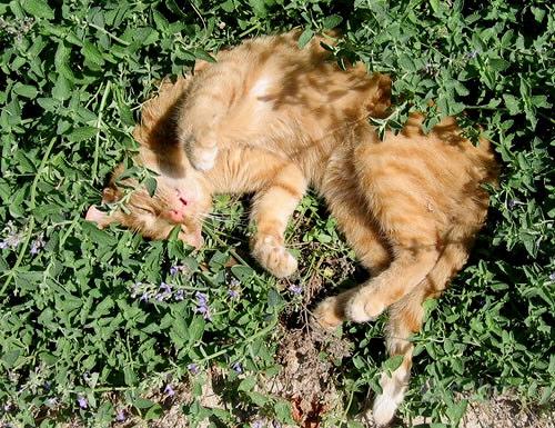 La vera Erba gatta (Nepeta cataria) - Animali In vendita a Torino