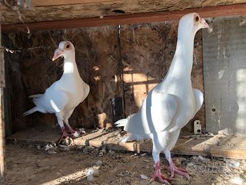 Colombi Carrier coppia