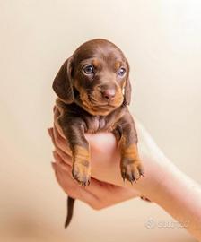 Bassotto con PEDIGREE ENCI cuccioli TESTATi