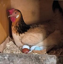 Galline andaluse Sureña