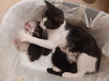 Gattini pochi mesi