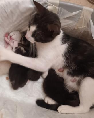 Gattini pochi mesi