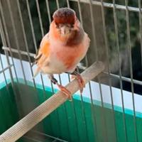 Canarino Arlecchino maschio