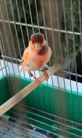 Canarino Arlecchino maschio