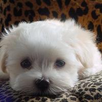 Cucciola Maltese Toy