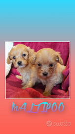 Maltipoo