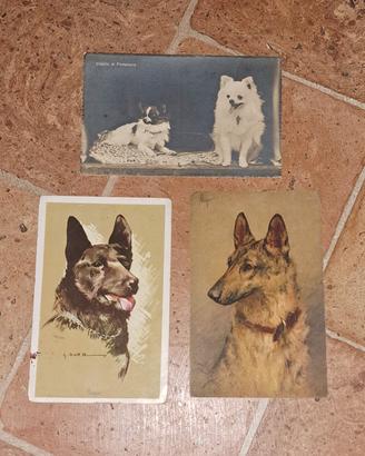 set cartoline animali  anni 20