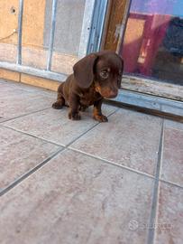 Bassotto cioccolato