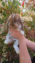 Coniglio ariete cucciolo