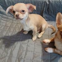 Cucciola chihuahua