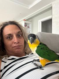 Caicco testa nera