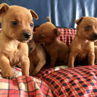 Cuccioli di mamma maltese papà Pinscher