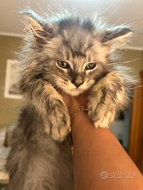 Cucciola di Maine coon