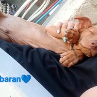 Cuccioli di Cirneco dell' Etna con Pedigree