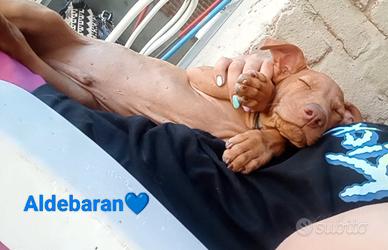 Cuccioli di Cirneco dell' Etna con Pedigree