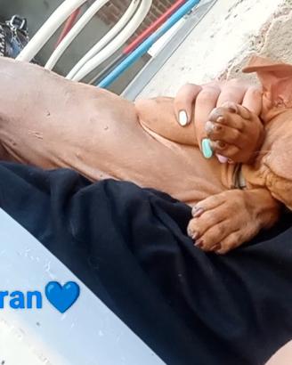 Cuccioli di Cirneco dell' Etna con Pedigree