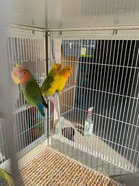 Inseparabili