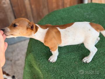 Jack Russell terrier