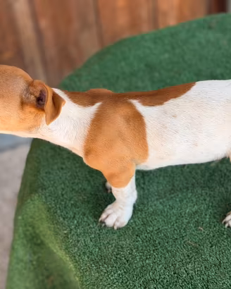Jack Russell terrier
