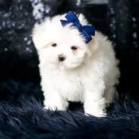 Cucciolo maschio di Maltese