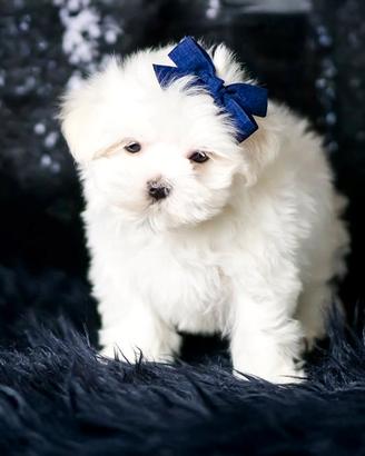 Cucciolo maschio di Maltese