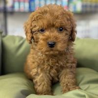 Cuccioli di barboncini mini toy fulvi