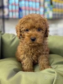 Cuccioli di barboncini mini toy fulvi