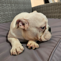 Cucciola di bulldog inglese con pedigree ENCI