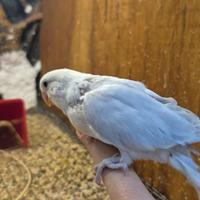 Inseparabile allevato a mano