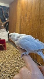 Inseparabile allevato a mano