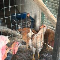 Galline piccole
