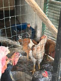Galline piccole