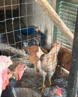 Galline piccole