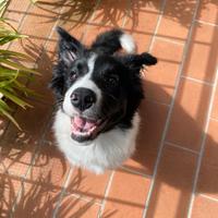 Cuccioli border collie