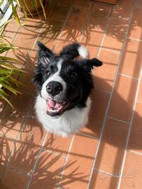 Cuccioli border collie