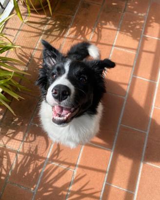 Cuccioli border collie