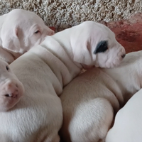 Cucciolata Dogo Argentino / Riproduttori Importati