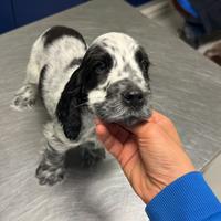 Cocker spaniel inglese