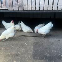 Gallina australorp bianco
