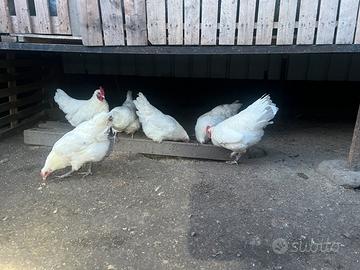 Gallina australorp bianco
