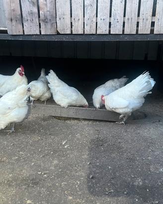 Gallina australorp bianco