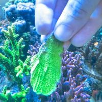 Talea montipora verde fluo