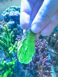 Talea montipora verde fluo
