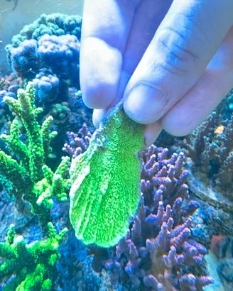 Talea montipora verde fluo