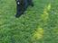 Immagine 4