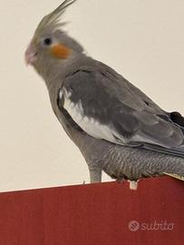 Calopsita allevato a mano