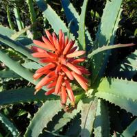 Aloe vera 7 anni ed arborescens da bellezza