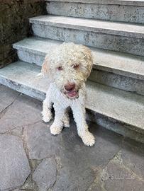 Lagotto romagnolo