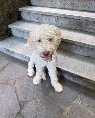 Lagotto romagnolo